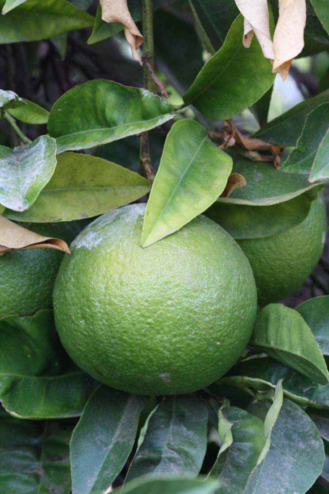            Immature fruit (Riverside, CA)   